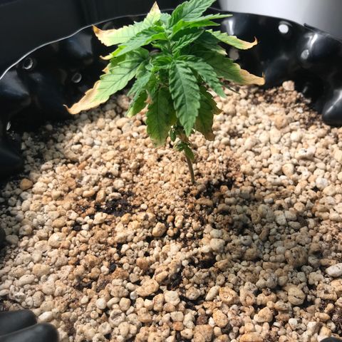 Cheese growlog timeline photo