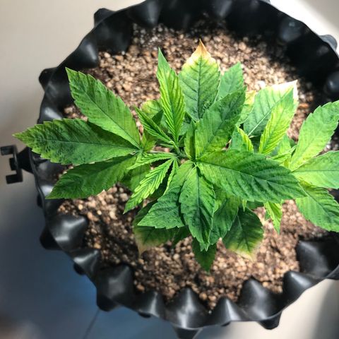 Amnesia Haze growlog timeline photo
