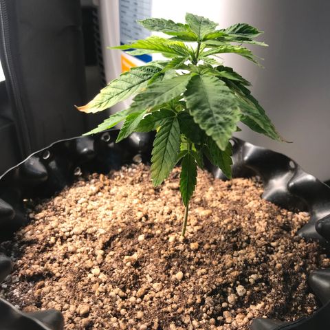 Amnesia Haze growlog timeline photo