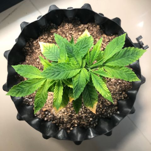 Amnesia Haze growlog timeline photo