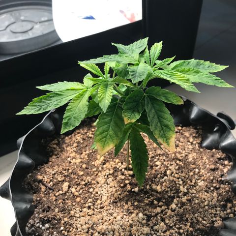 Amnesia Haze growlog timeline photo