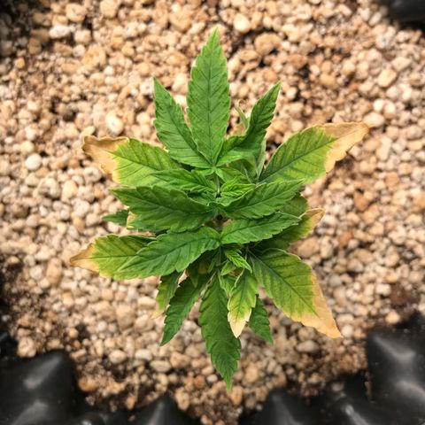 Cheese growlog timeline photo