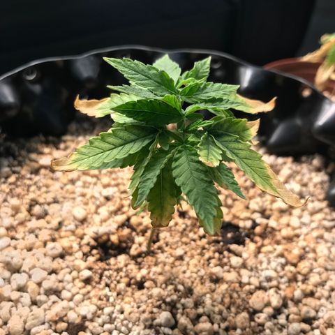 Cheese growlog timeline photo