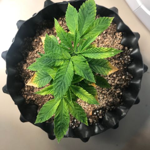 Amnesia Haze growlog timeline photo