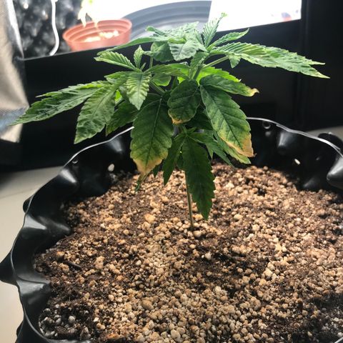 Amnesia Haze growlog timeline photo
