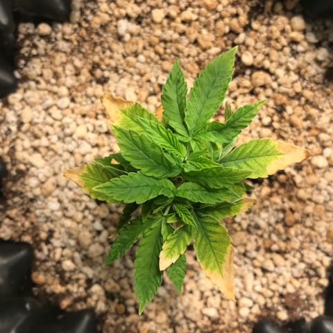 Cheese growlog timeline photo