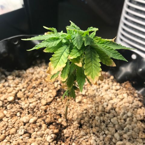 Cheese growlog timeline photo
