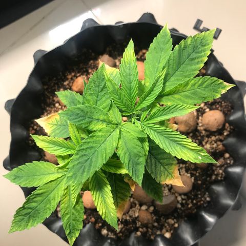 Amnesia Haze growlog timeline photo