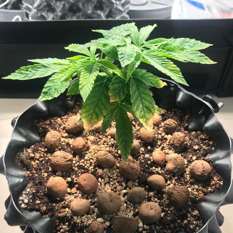 Amnesia Haze growlog timeline photo