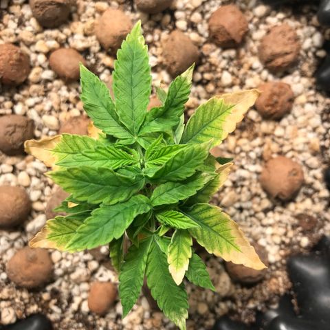 Cheese growlog timeline photo
