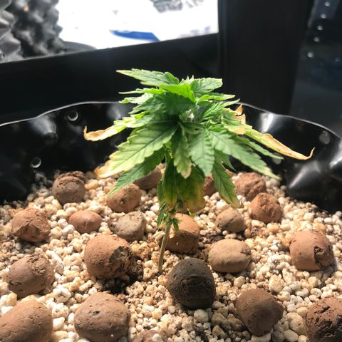 Cheese growlog timeline photo