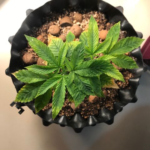 Amnesia Haze growlog timeline photo