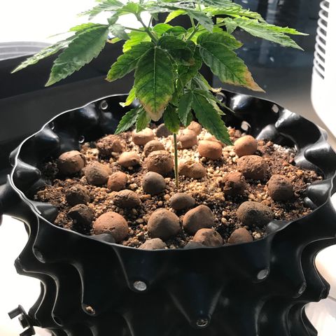 Amnesia Haze growlog timeline photo