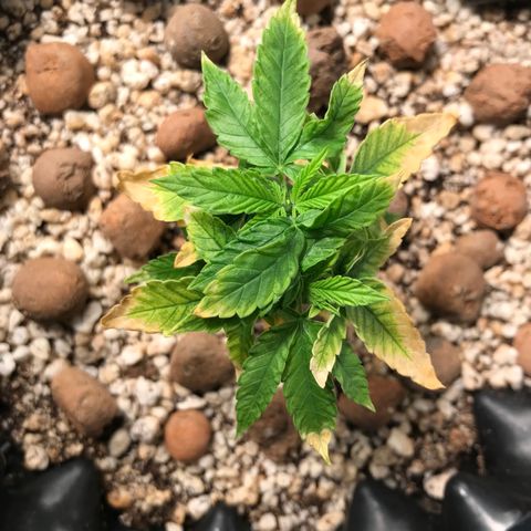 Cheese growlog timeline photo