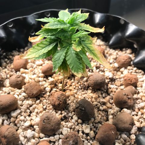 Cheese growlog timeline photo