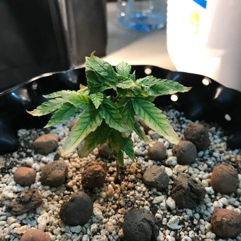 Cheese growlog timeline photo