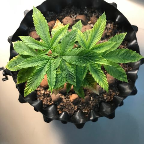 Amnesia Haze growlog timeline photo