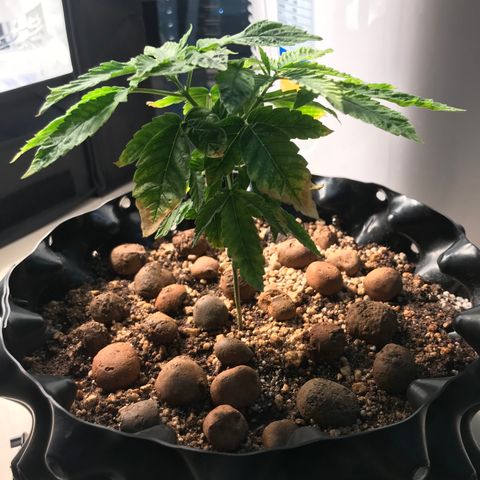 Amnesia Haze growlog timeline photo