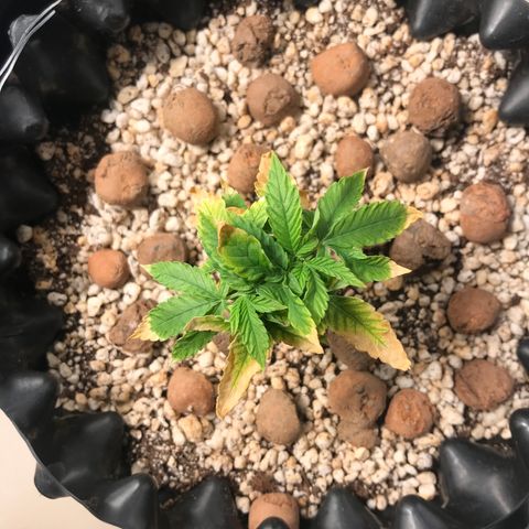 Cheese growlog timeline photo