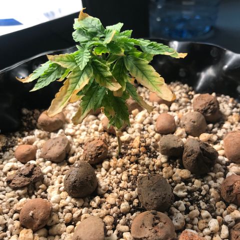 Cheese growlog timeline photo