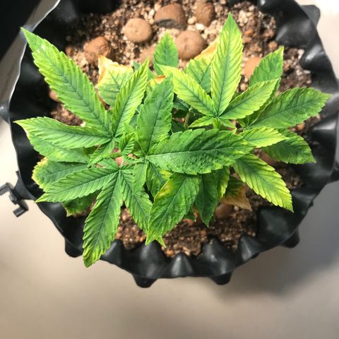 Amnesia Haze growlog timeline photo