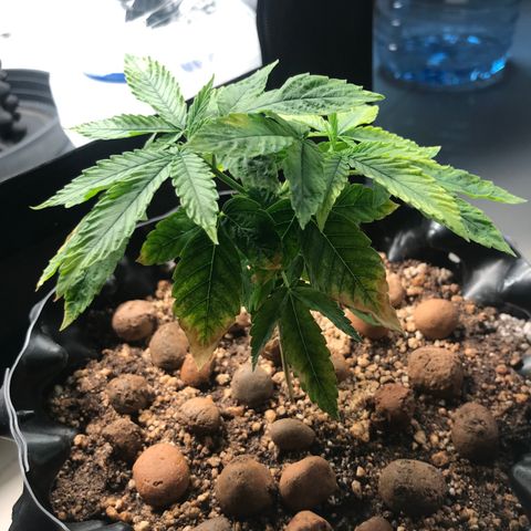 Amnesia Haze growlog timeline photo