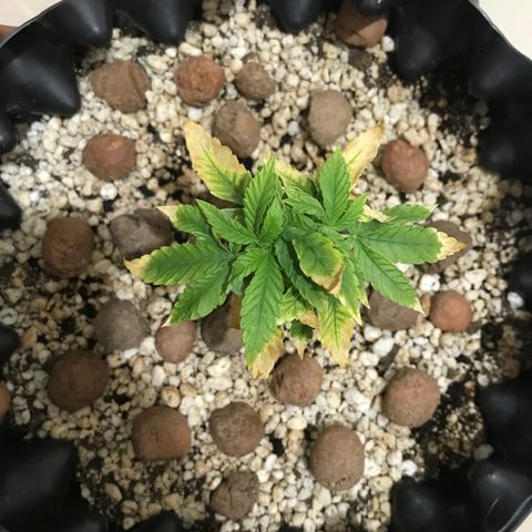 Cheese growlog timeline photo