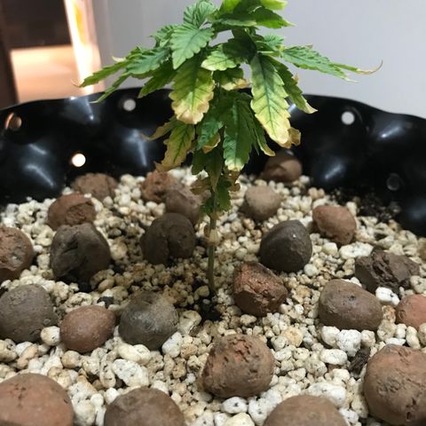 Cheese growlog timeline photo