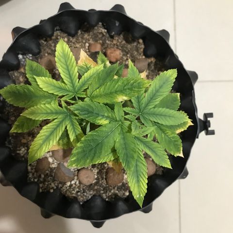Amnesia Haze growlog timeline photo
