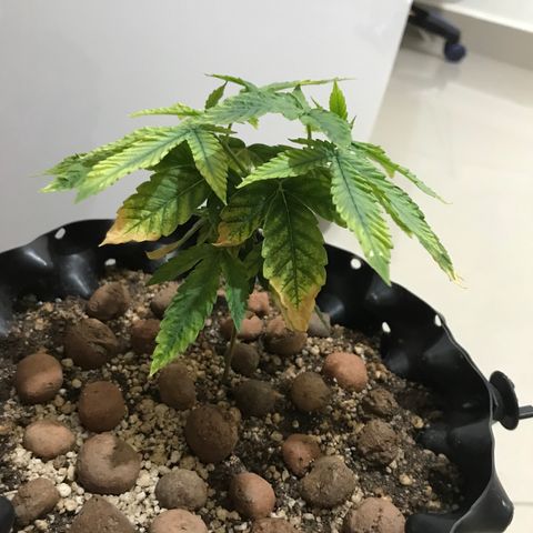 Amnesia Haze growlog timeline photo