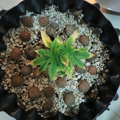 Cheese growlog timeline photo