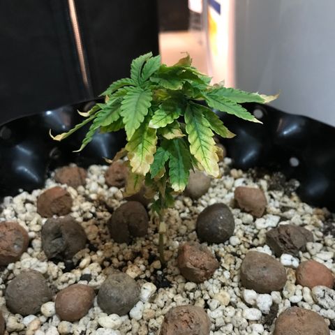 Cheese growlog timeline photo
