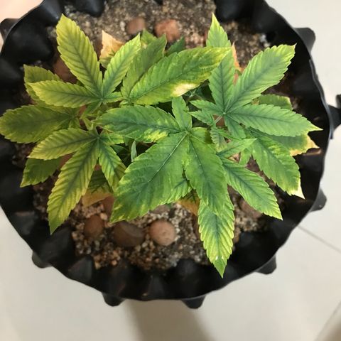 Amnesia Haze growlog timeline photo