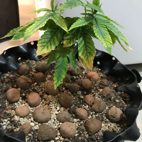 Amnesia Haze growlog timeline photo