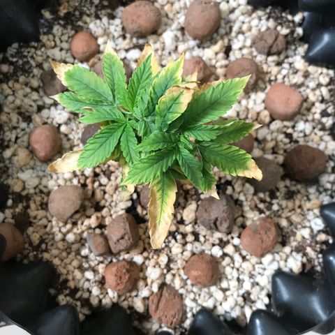 Cheese growlog timeline photo