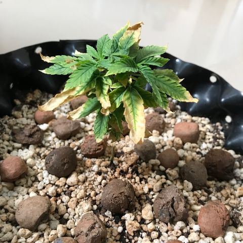 Cheese growlog timeline photo
