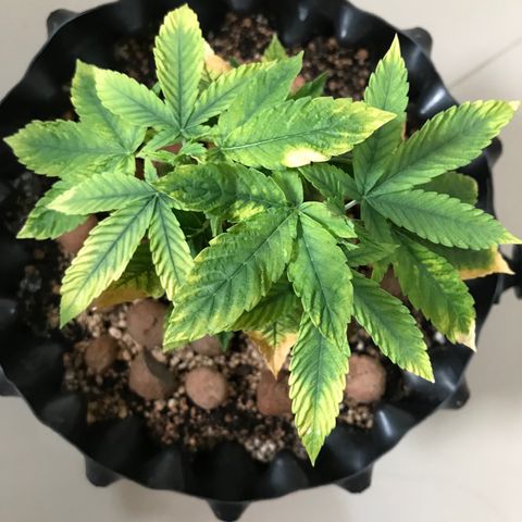 Amnesia Haze growlog timeline photo
