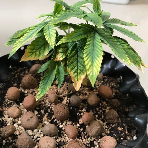 Amnesia Haze growlog timeline photo