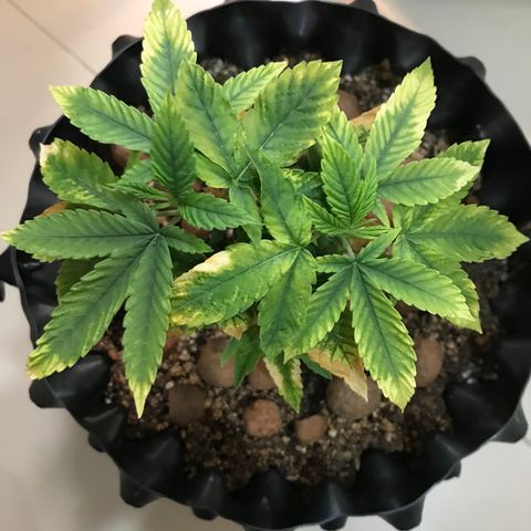 Amnesia Haze growlog timeline photo
