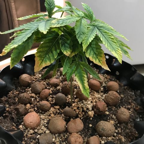 Amnesia Haze growlog timeline photo