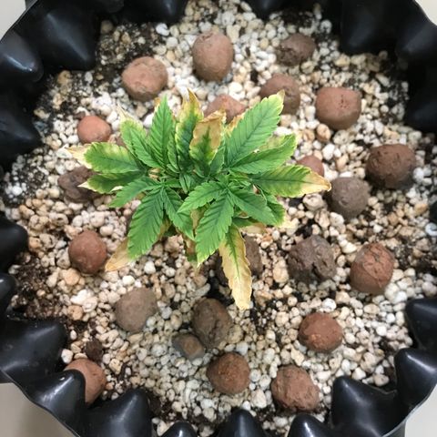 Cheese growlog timeline photo