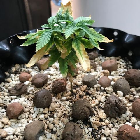 Cheese growlog timeline photo