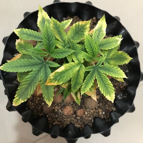 Amnesia Haze growlog timeline photo