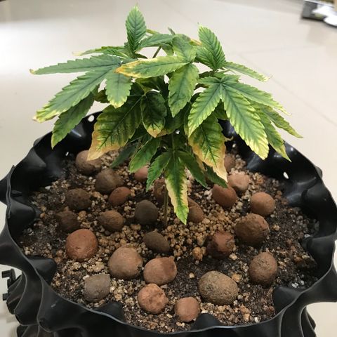 Amnesia Haze growlog timeline photo