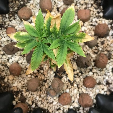 Cheese growlog timeline photo