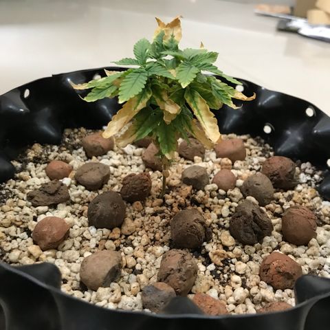 Cheese growlog timeline photo