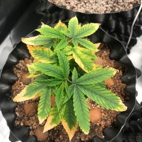 Amnesia Haze growlog timeline photo