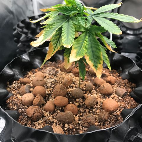 Amnesia Haze growlog timeline photo