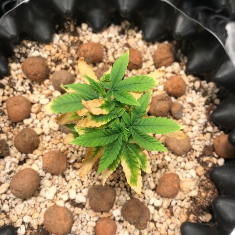 Cheese growlog timeline photo