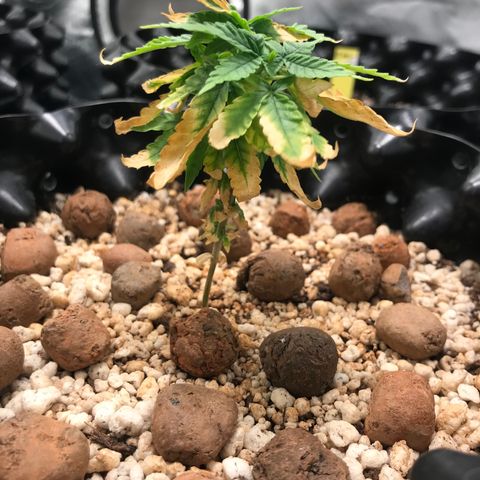 Cheese growlog timeline photo